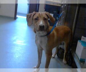 Labrador Retriever-Unknown Mix Dogs for adoption in Fayetteville, NC, USA