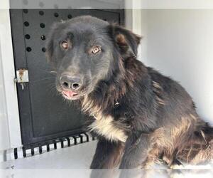 Mutt Dogs for adoption in Visalia, CA, USA