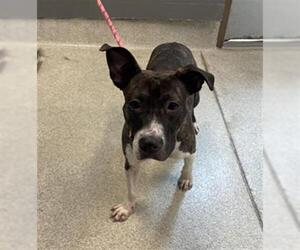 American Staffordshire Terrier-Unknown Mix Dogs for adoption in Tallahassee, FL, USA