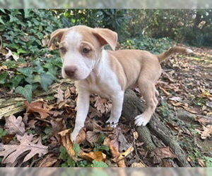 Labrador Retriever-Unknown Mix Dogs for adoption in Raleigh, NC, USA