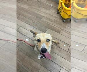 Carolina Dog-Unknown Mix Dogs for adoption in Rowlett, TX, USA
