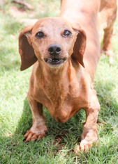Dachshund Dogs for adoption in PIPE CREEK, TX, USA