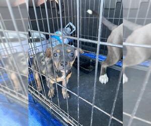 Chihuahua Dogs for adoption in Stockton, CA, USA