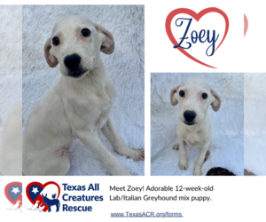 Italian Greyhound-Labrador Retriever Mix Dogs for adoption in Lillian, TX, USA