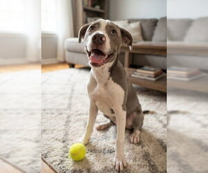 Labrador Retriever-Unknown Mix Dogs for adoption in Genesee, WI, USA