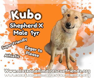 Mutt Dogs for adoption in Anchorage, AK, USA