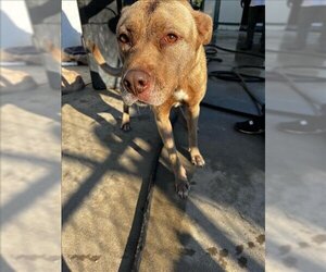American Pit Bull Terrier-Labrador Retriever Mix Dogs for adoption in Oakdale, CA, USA