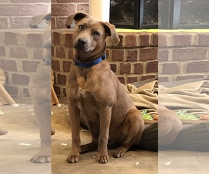 Labrador Retriever-Unknown Mix Dogs for adoption in Ben Wheeler, TX, USA