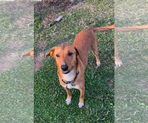 Mutt Dogs for adoption in Oakhurst, NJ, USA