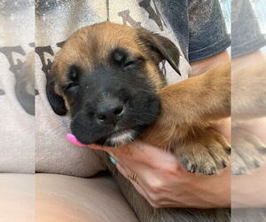 Labrador Retriever-Unknown Mix Dogs for adoption in Dana Point, CA, USA