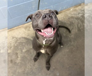 Mutt Dogs for adoption in Evansville, IN, USA