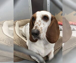 Basset Hound Dogs for adoption in Brookville, OH, USA