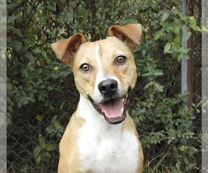 Mutt Dogs for adoption in Anniston, AL, USA