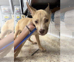 American Pit Bull Terrier-Siberian Husky Mix Dogs for adoption in Tallahassee, FL, USA