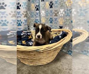 Chihuahua Dogs for adoption in Rosenberg, TX, USA