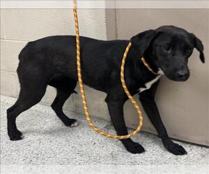 Labrador Retriever-Unknown Mix Dogs for adoption in Conroe, TX, USA
