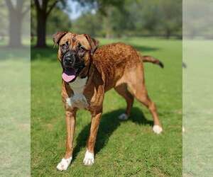 German Shepherd Dog-Unknown Mix Dogs for adoption in Talladega, AL, USA