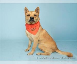 Akita-Unknown Mix Dogs for adoption in Corona, CA, USA