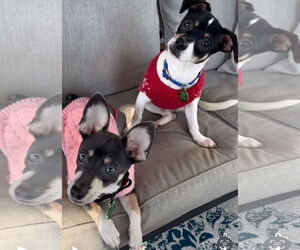 Jack Chi Dogs for adoption in Royal Palm Beach, FL, USA