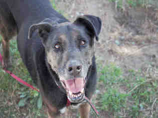 Shepradors Dogs for adoption in Grantsville, UT, USA