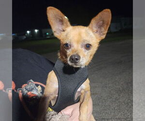 Chihuahua-Unknown Mix Dogs for adoption in Fargo, ND, USA