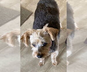 Mutt Dogs for adoption in Gulfport, MI, USA