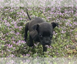 American Boston Bull Terrier Dogs for adoption in Bolivar, MO, USA