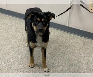 German Shepherd Dog-Unknown Mix Dogs for adoption in Visalia, CA, USA