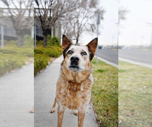 Mutt Dogs for adoption in Sandy, UT, USA