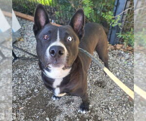 Border Collie-Bullmastiff Mix Dogs for adoption in Long Beach, CA, USA