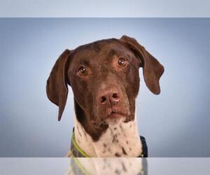 German Shorthaired Pointer Dogs for adoption in Fort Collins, CO, USA