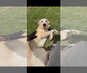 German Shepherd Dog-Huskies Mix Dogs for adoption in Oklahoma City, OK, USA