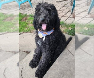 Poodle (Standard)-Unknown Mix Dogs for adoption in Fairfax, VA, USA