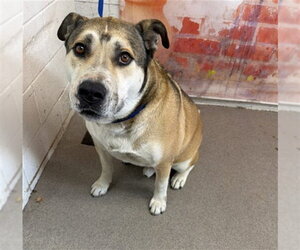 German Shepherd Dog Dogs for adoption in San Bernardino, CA, USA