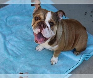 Bulldog Dogs for adoption in Rancho Cucamonga, CA, USA