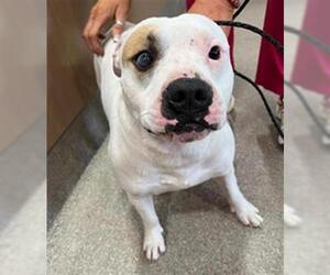 Staffordshire Bull Terrier-Unknown Mix Dogs for adoption in Louisville, KY, USA