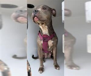 American Pit Bull Terrier-Unknown Mix Dogs for adoption in Houston, TX, USA