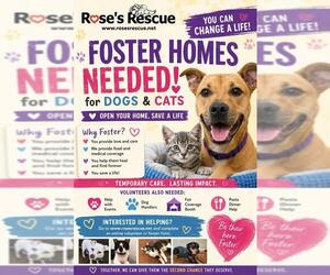 Mutt Dogs for adoption in Rootstown, OH, USA
