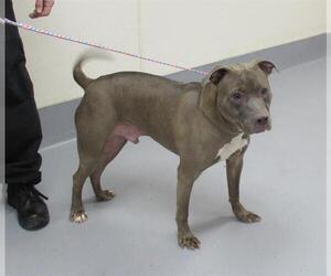 Staffordshire Bull Terrier-Unknown Mix Dogs for adoption in Louisville, KY, USA