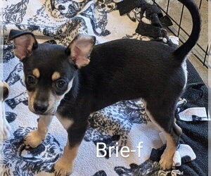 Chihuahua-Unknown Mix Dogs for adoption in San Bernardino, CA, USA