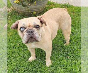 French Bulldog Dogs for adoption in Camarillo, CA, USA