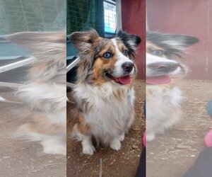 Australian Shepherd-Pembroke Welsh Corgi Mix Dogs for adoption in Denver , CO, USA