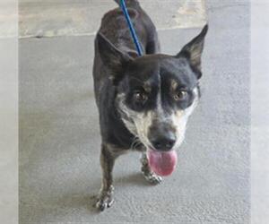 Mutt Dogs for adoption in Camarillo, CA, USA