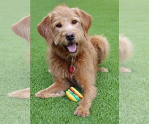 Goldendoodle Dogs for adoption in Glendale , AZ, USA