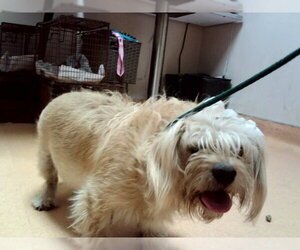 Mutt Dogs for adoption in Martinez, CA, USA