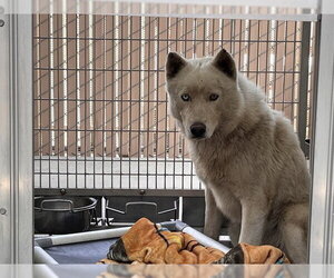 Siberian Husky-Unknown Mix Dogs for adoption in Corona, CA, USA