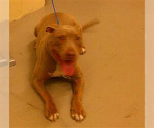 American Pit Bull Terrier Dogs for adoption in Sanford, FL, USA