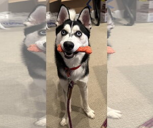 Siberian Husky Dogs for adoption in Cumming, GA, USA