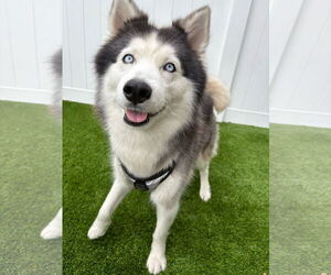 Siberian Husky Dogs for adoption in miami, FL, USA