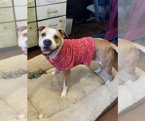 American Pit Bull Terrier Dogs for adoption in Louisville, KY, USA